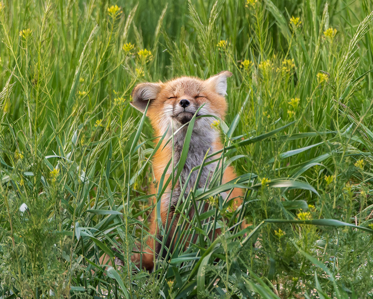 Zen fox