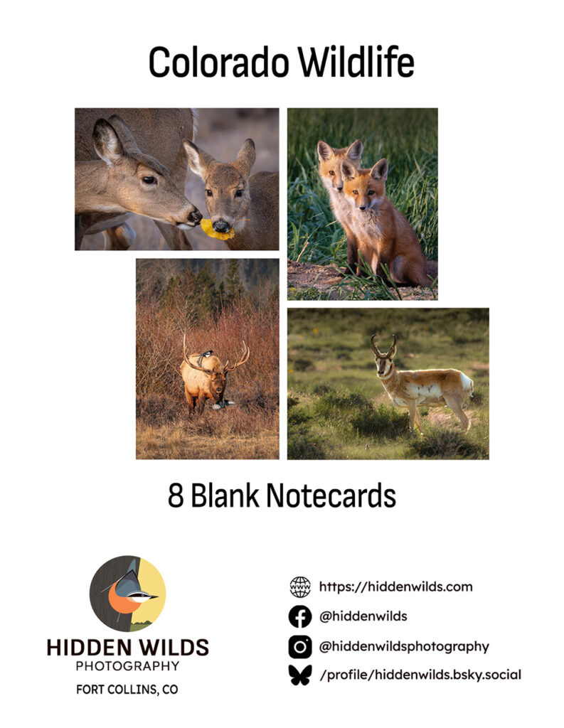 Wildlife notecard guide