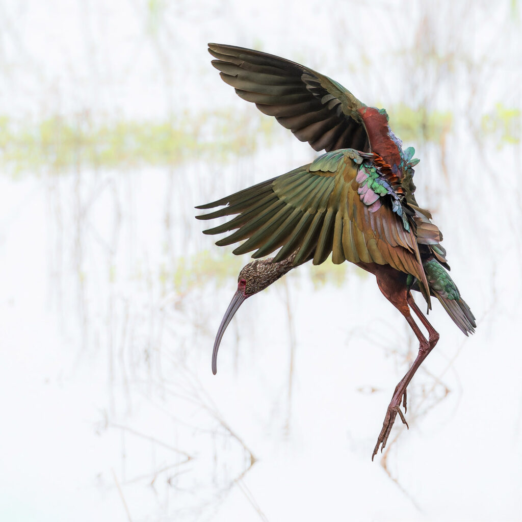 Glossy Ibis, Anahuac NWR, Texas