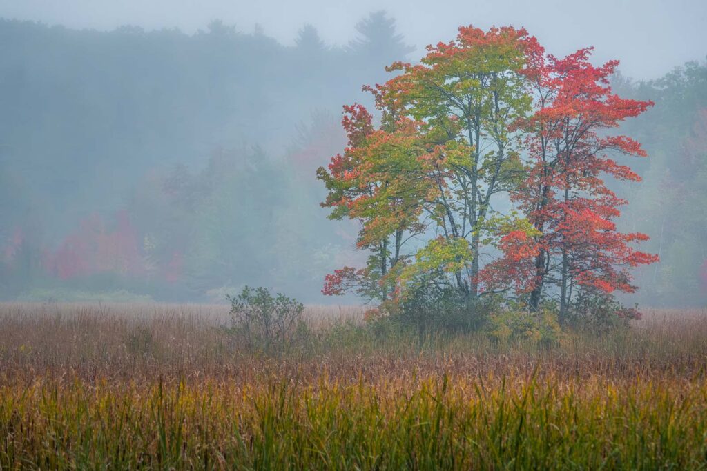 Foggy Morning at Scarborough Marsh, Maine