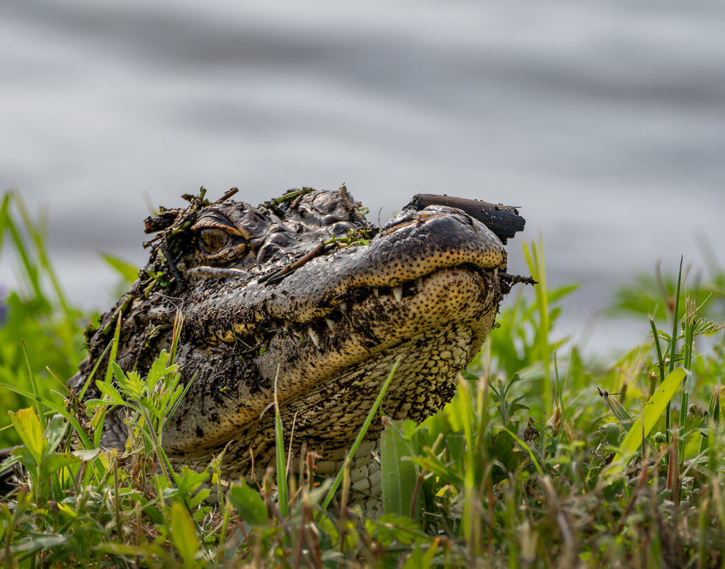 Camo Alligator, Anahuac NWR, Texas