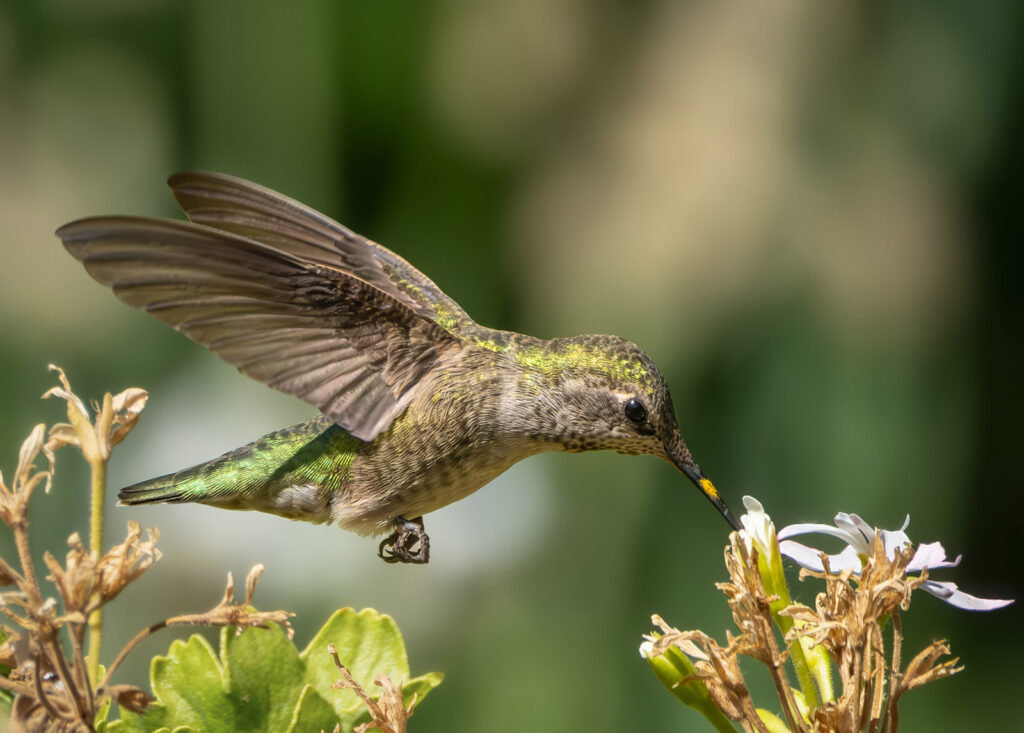 Anna's Hummingbird, Davis, California