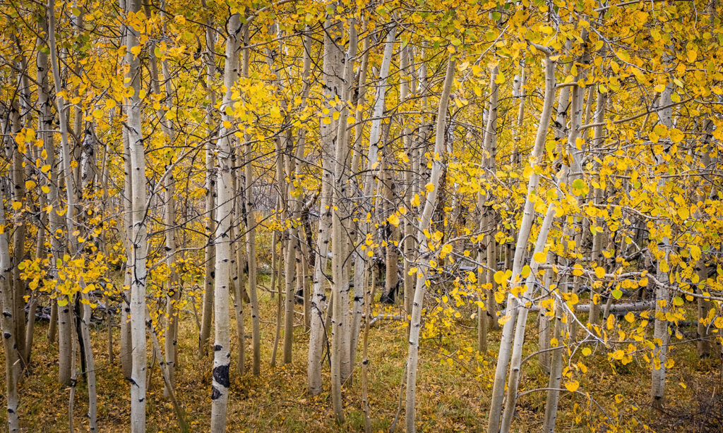 Aspens, Red Feather Lakes, Colorado