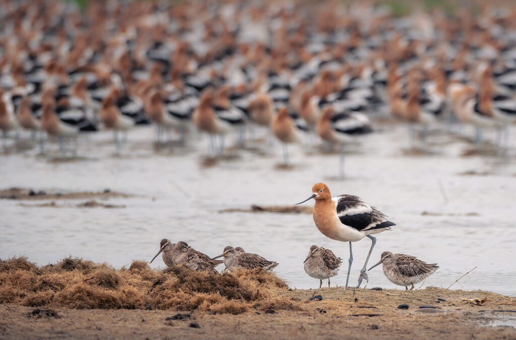 Avocets and Dowitchers, Bolivar Peninsula, Texas