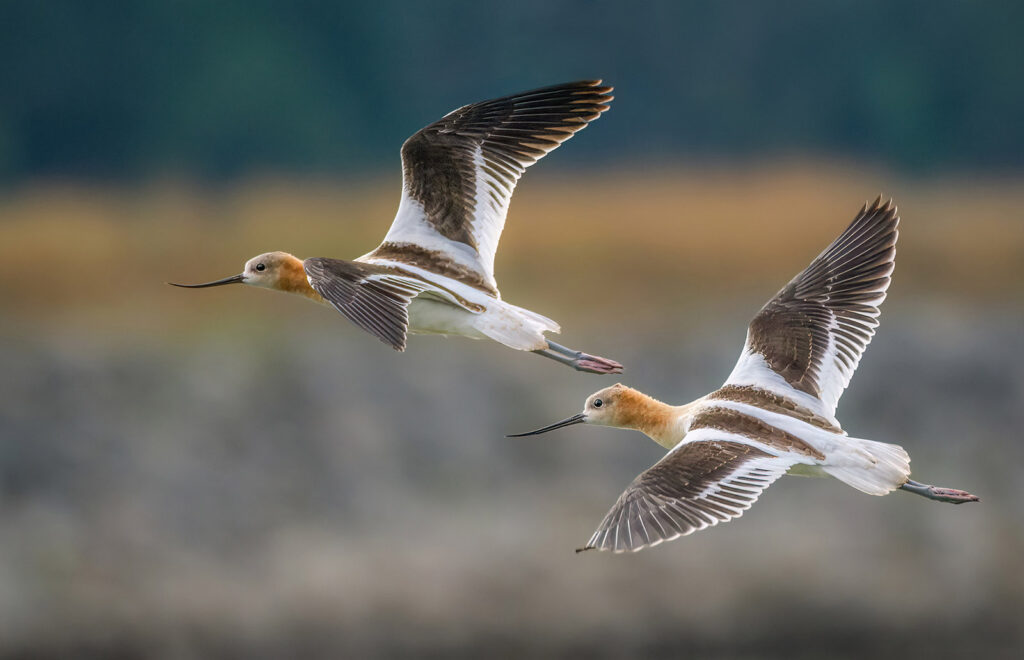 American Avocets, Longmont, Colorado