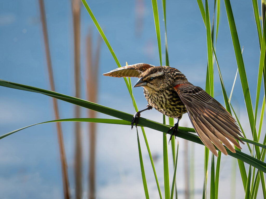 Balancing Blackbird, Longmont, Colorado