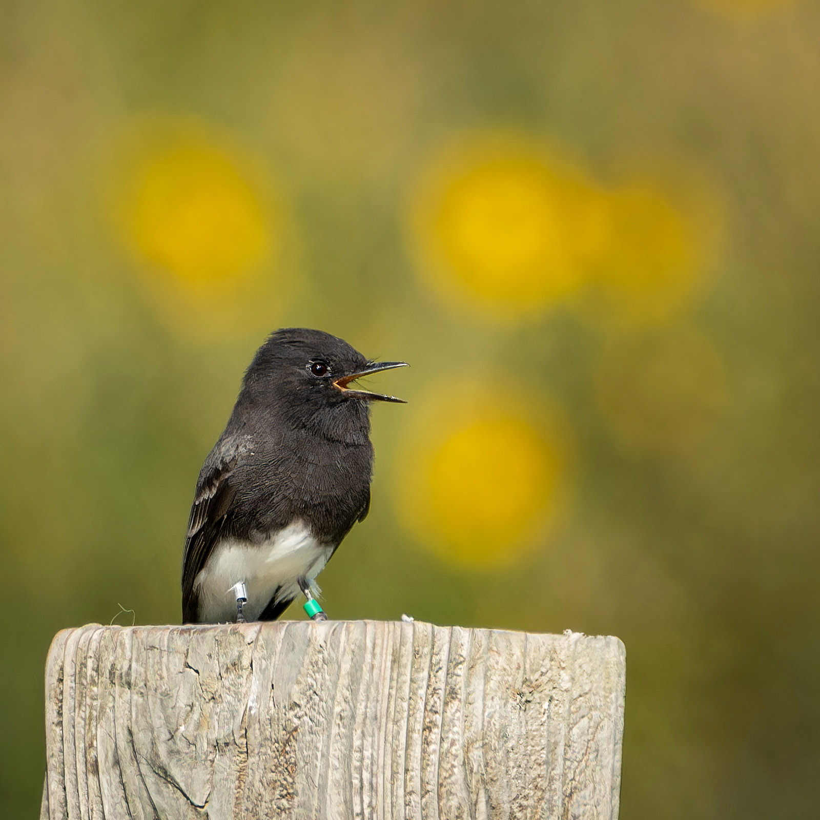 Female black phoebe banded by Project Phoebe