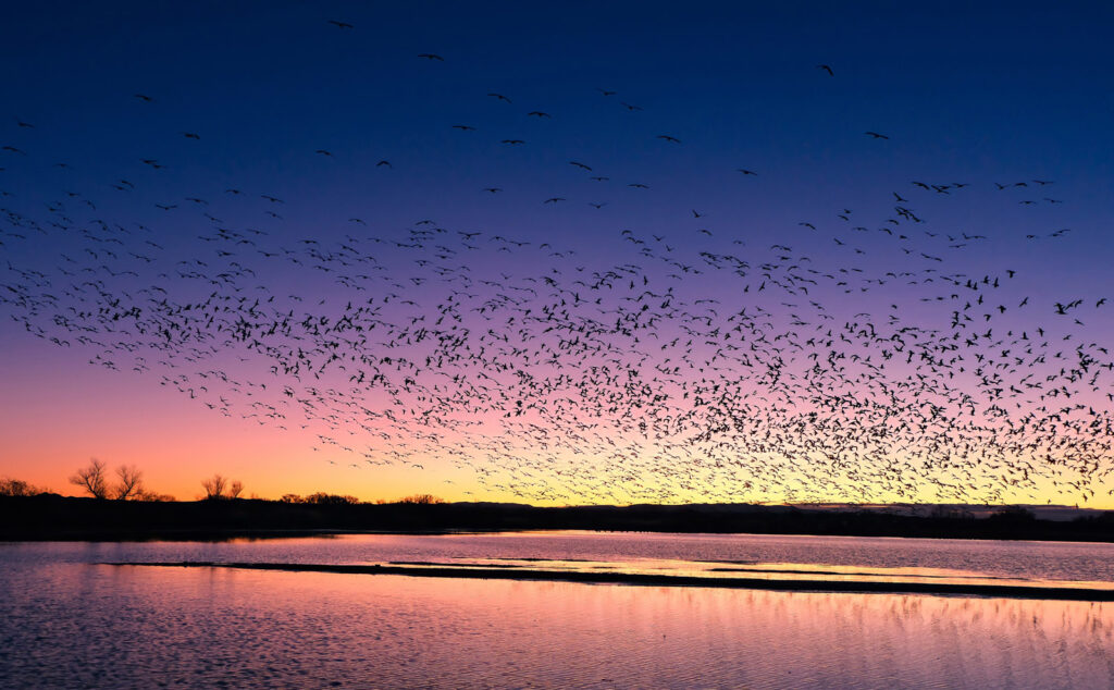 Snow Geese Blastoff, Bosque del Apache, New Mexico