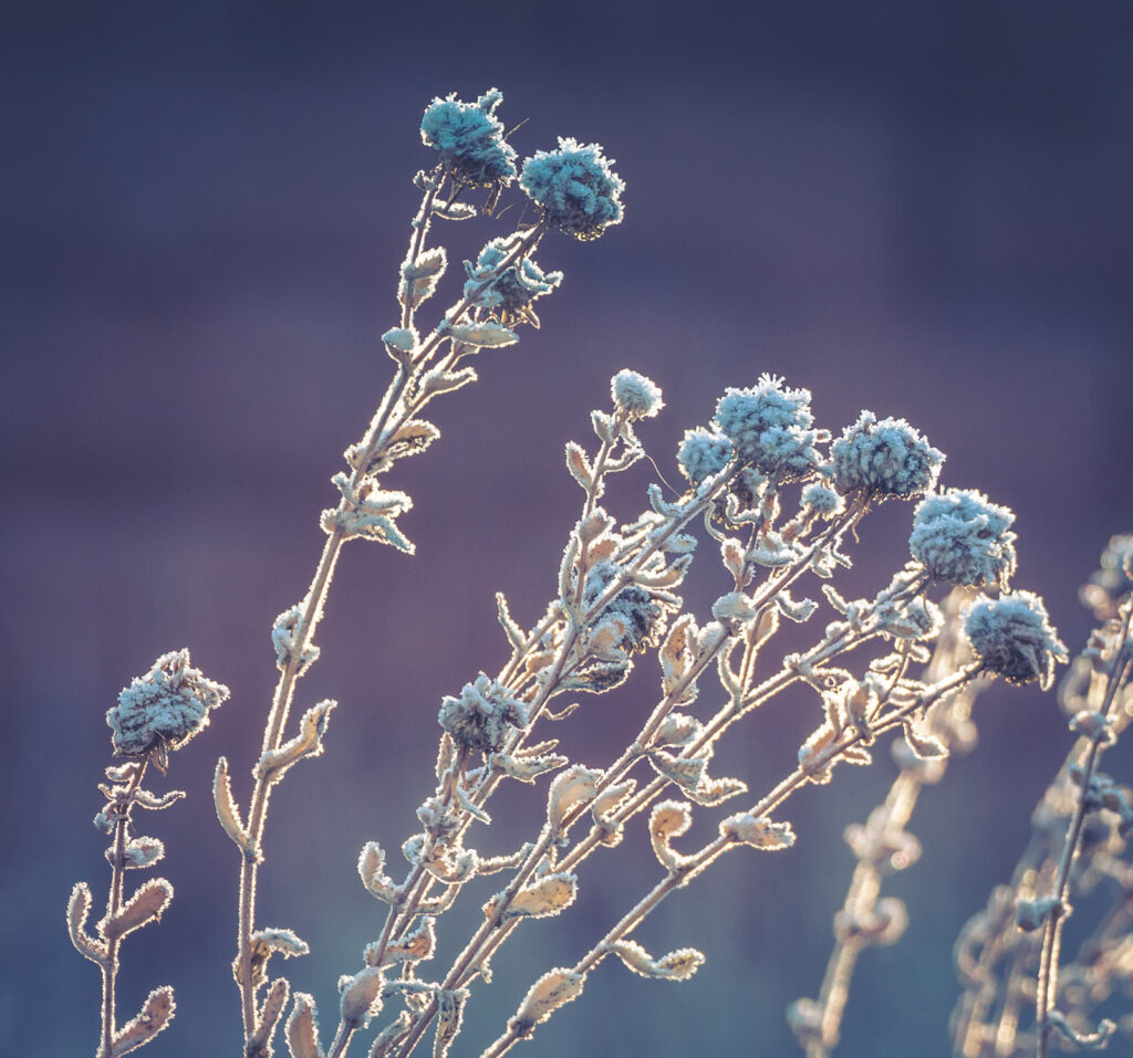 Blue Flowers, Fort Collins, Colorado