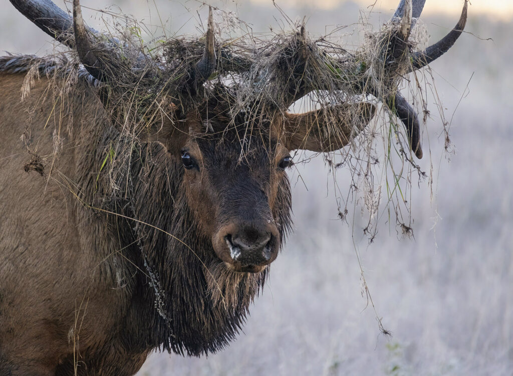 Grass Hat, Rocky Mountain NP, Colorado