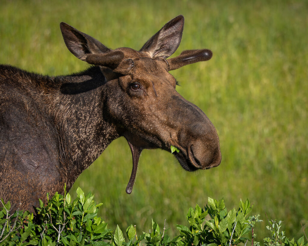 Bull Moose, Grand Teton NP, Wyoming