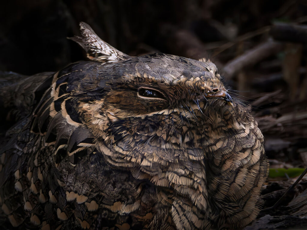 Common Pauraque, Rio Grande Valley, Texas