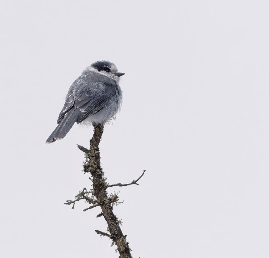 Canada Jay, Sax-Zim Bog, Minnesota