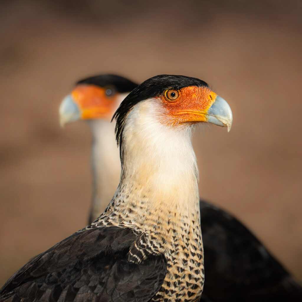 Crested Caracara, Laguna Seca Ranch, Texas