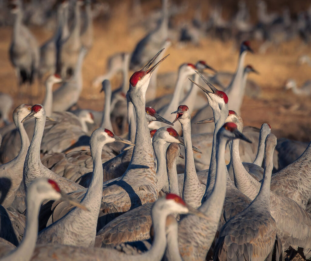 A Construction of Cranes, Bernardo Wildlife Area, New Mexico