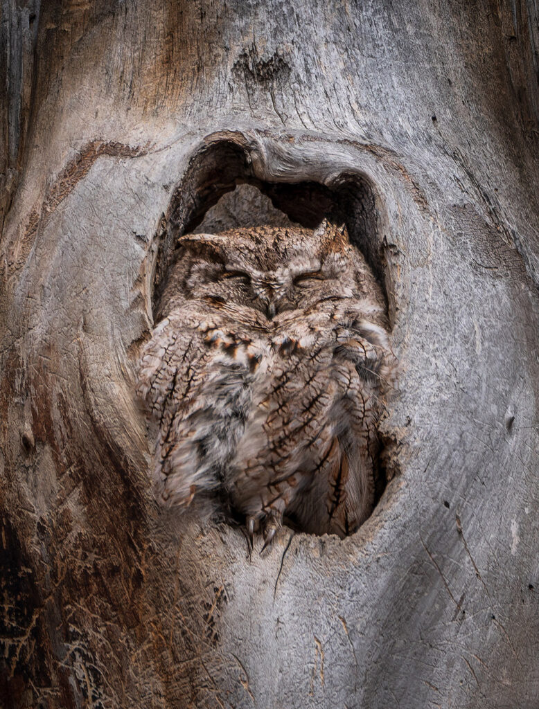 Easter Screech Owl, Fort Collins, Colorado