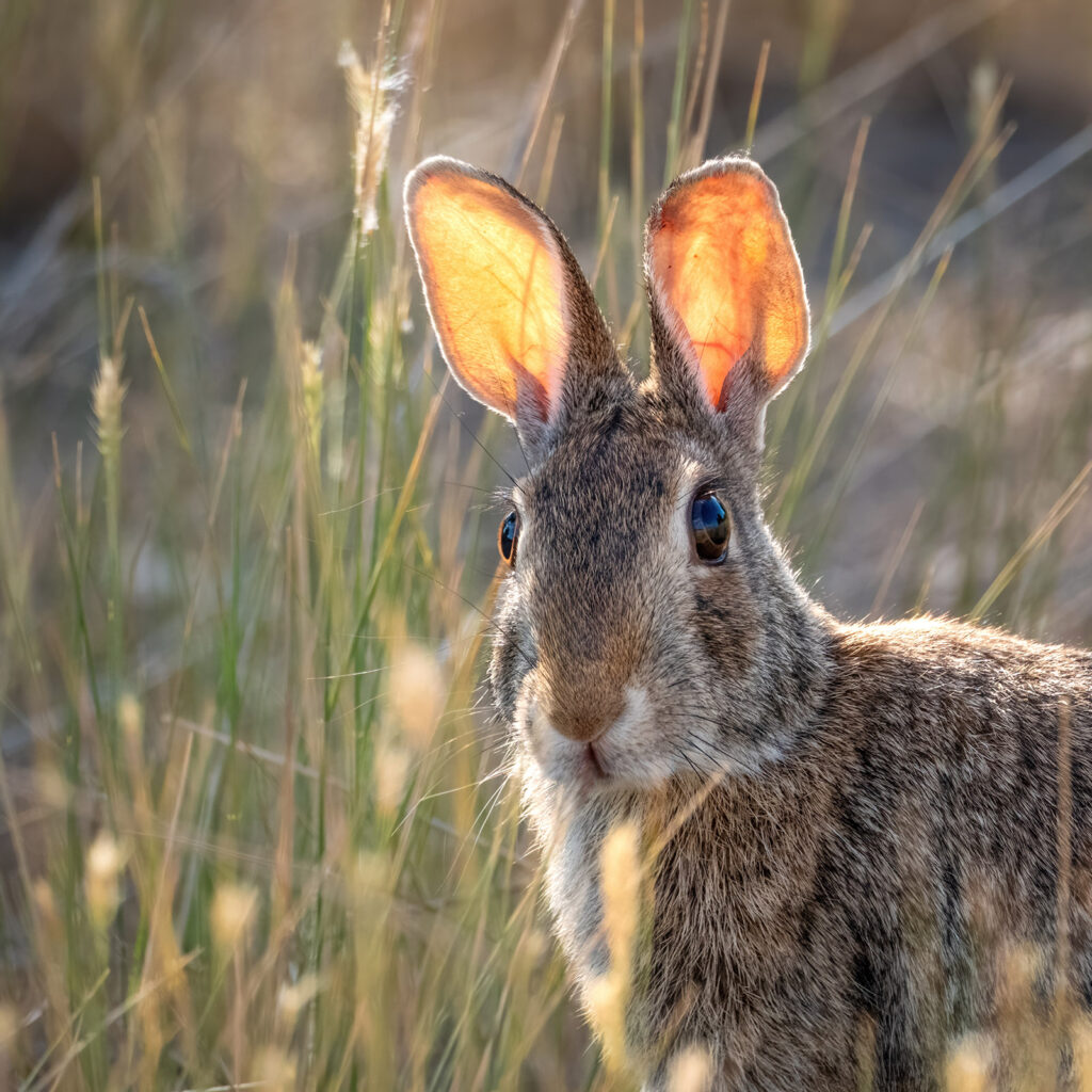 Eastern Cottontail, Fort Collins, Colorado