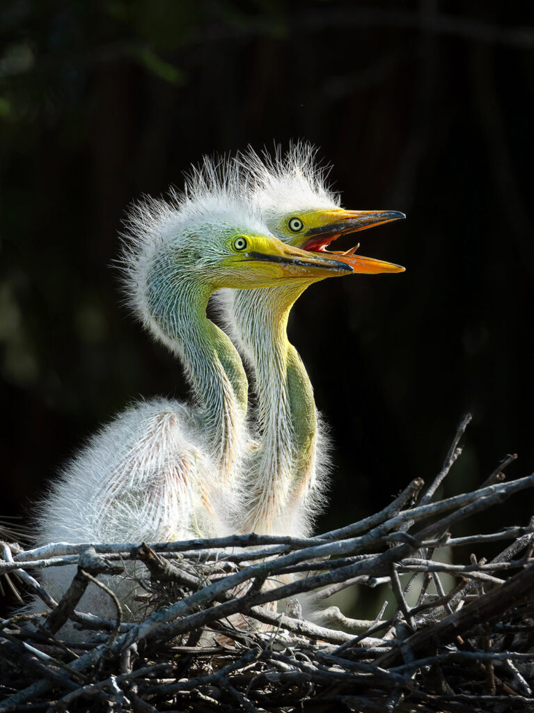 Egret Chicks, St. Augustine, Florida