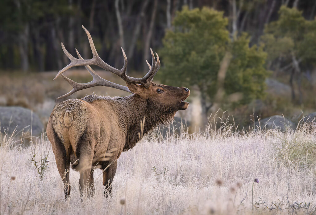 Frosty Bull Elk, Rocky Mountain NP, Colorado