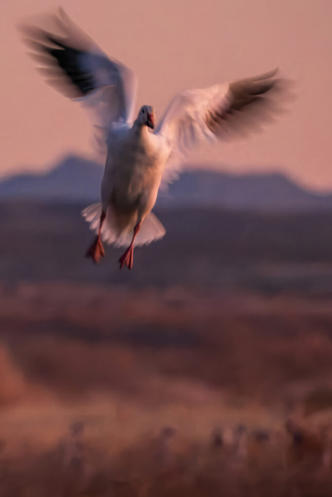Ethereal Snow Goose, New Mexico