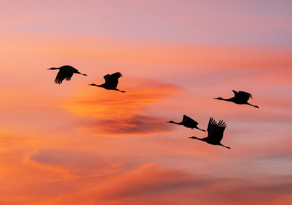 Sunset Sandhill Cranes, Bernardo Wildlife Area, New Mexico