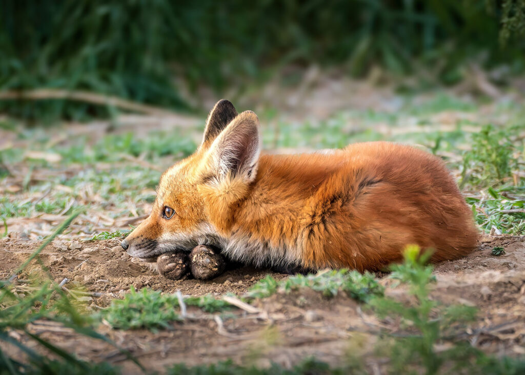 Fox Kit Observing, Windsor, Colorado