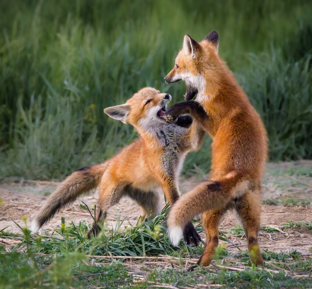 Fox Kits at Play, Windsor, Colorado