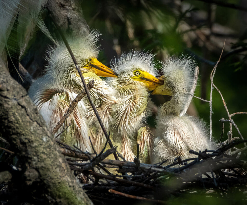 Egret Kids, St. Augustine, Florida