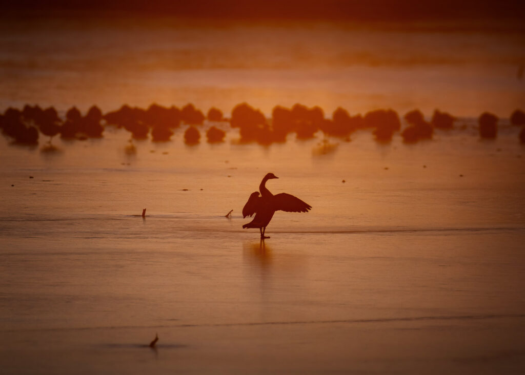 Golden Goose, Fort Collins, Colorado