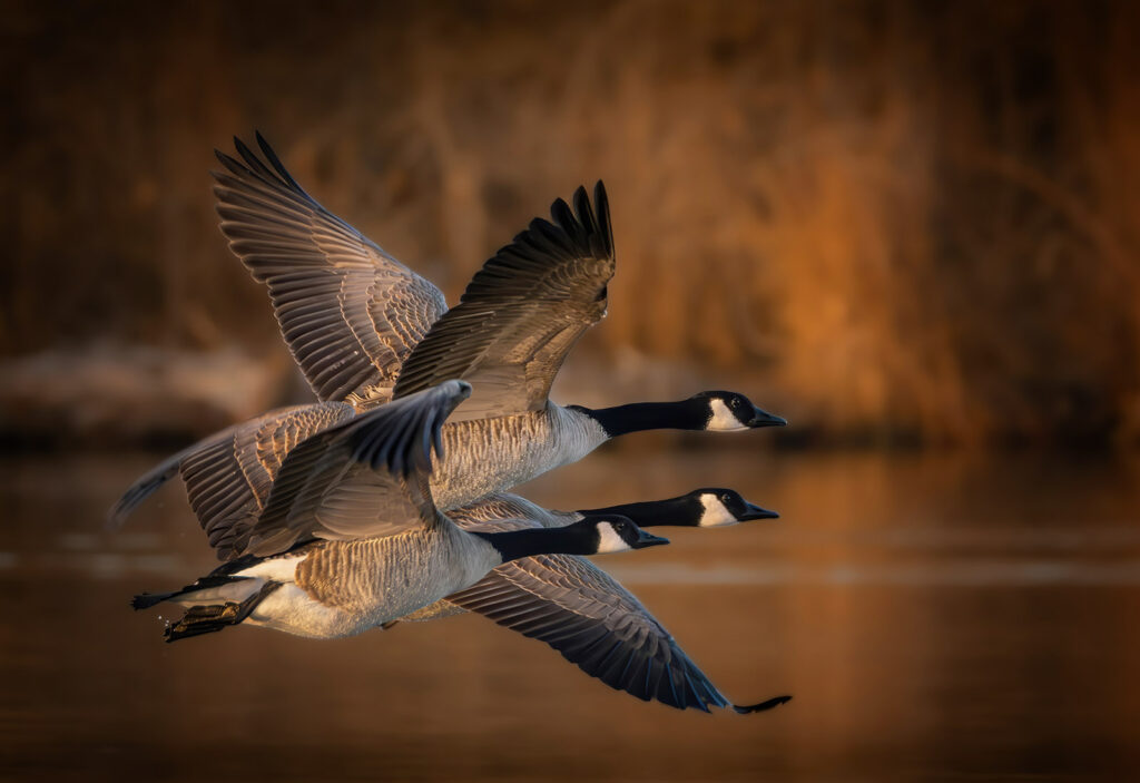 Goose Trio, Fort Collins, Colorado