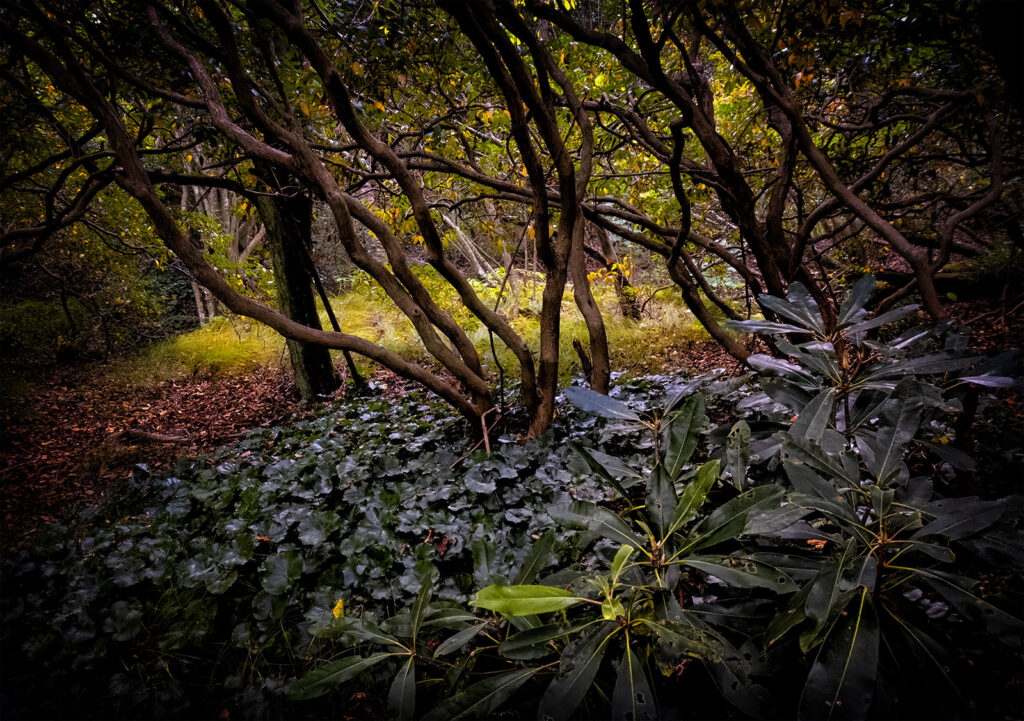 Understory, Graveyard Fields, Blue Ridge Parkway, NC