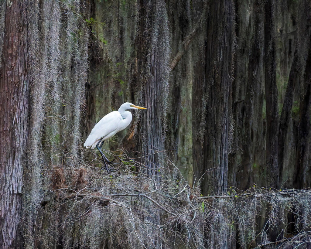 Great egret, Caddo Lake, Texas