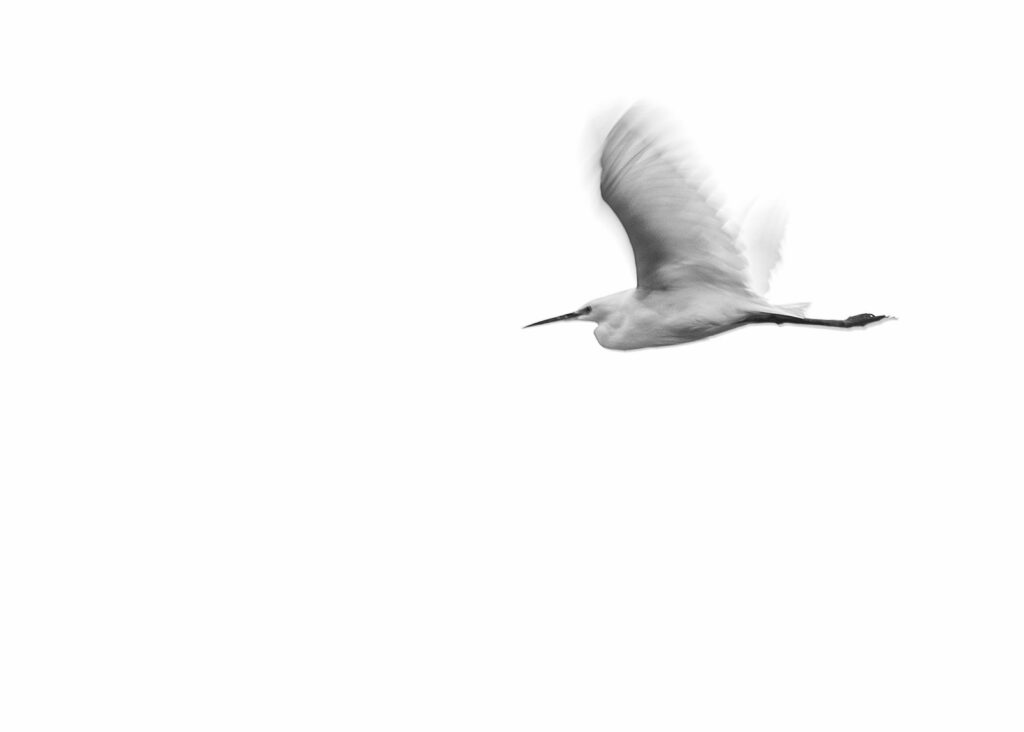 Pan of a Great Egret, Fort Collins, Colorado