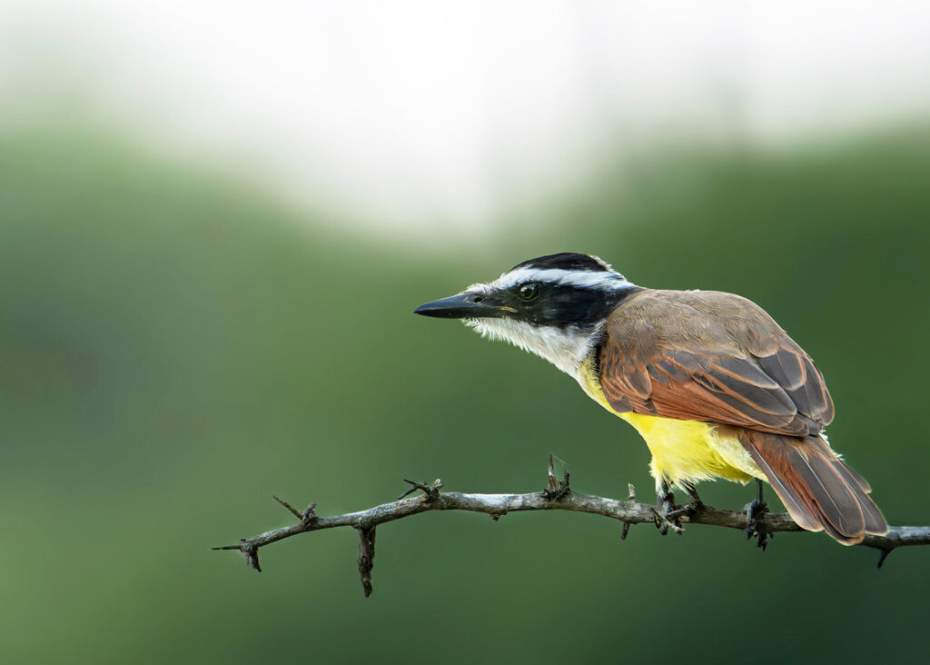 Great Kiskadee, Edinburg, Texas