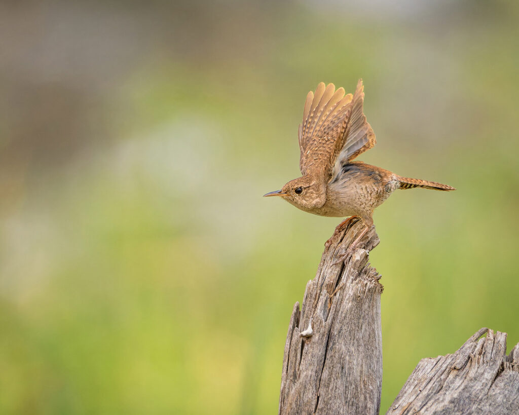 House Wren, Fort Collins, Colorado
