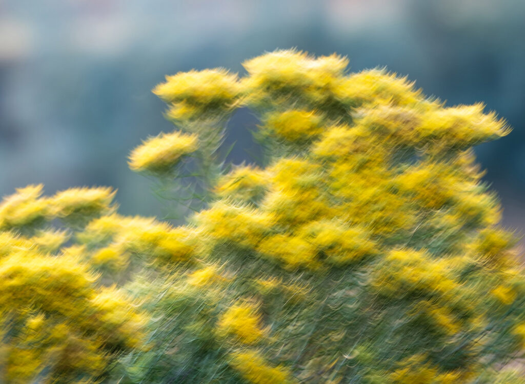 ICM Rabbitbrush, Fort Collins, Colorado