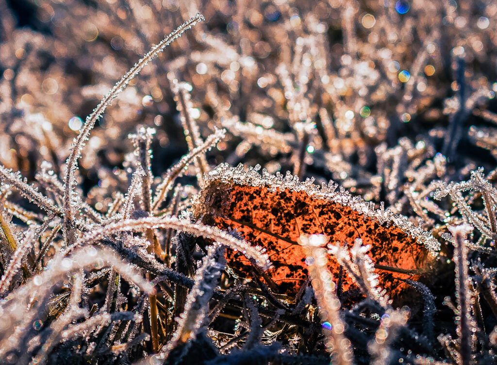 Icy Morning, Fort Collins, Colorado