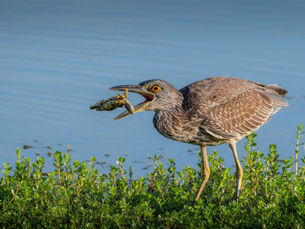 Juvenile Yellow-crowned Night Heron and Turtle, McAllen, Texas