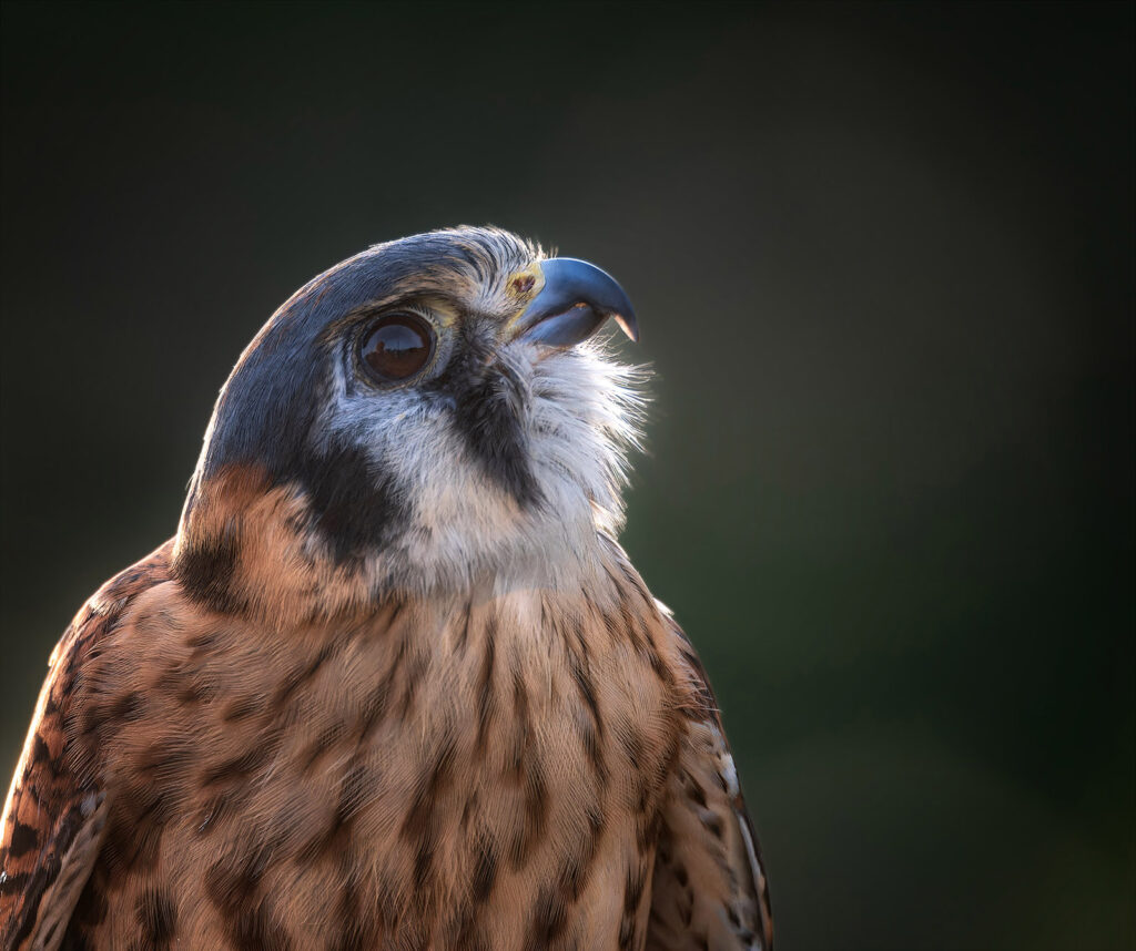 American Kestrel, St. Augustine, Florida (rehab/captive)
