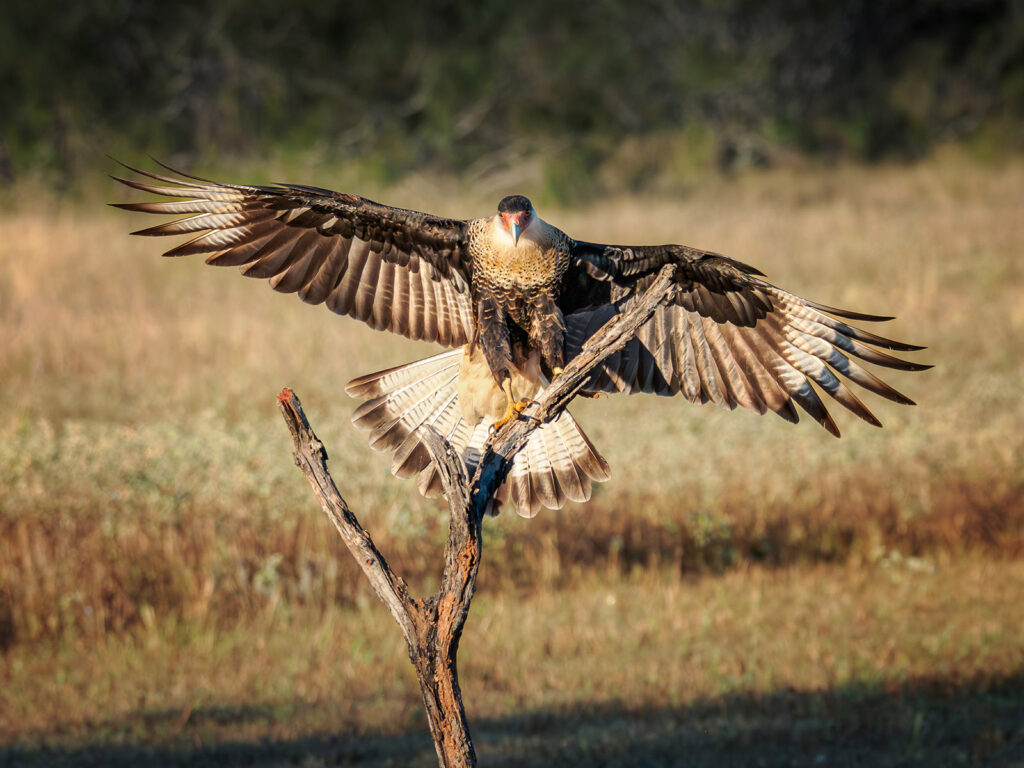 Crested Caracara, Laguna Seca Ranch, Texas