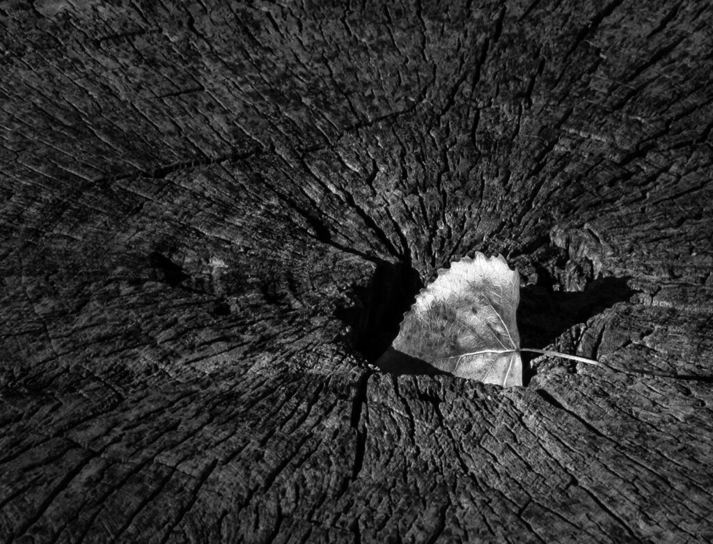 Aspen Leaf, Fort Collins, Colorado