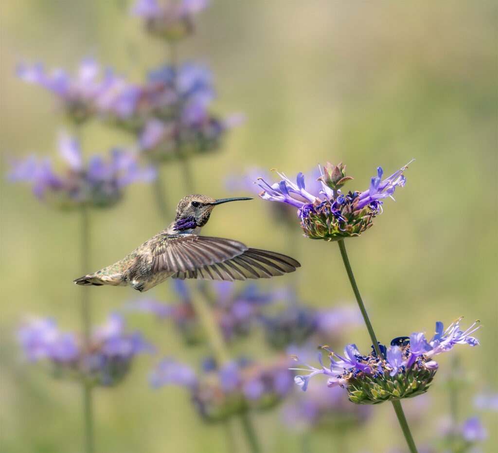 Male Costa's Hummingbird, Tucson, Arizona