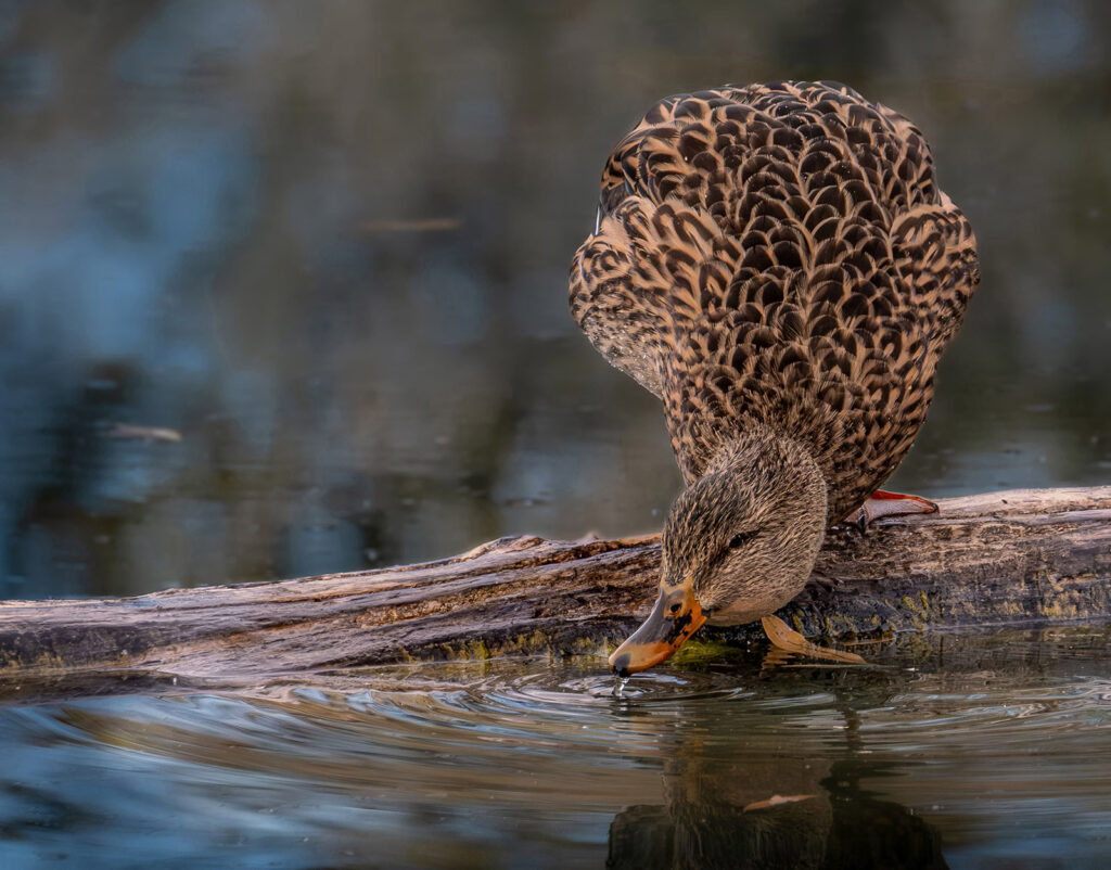 Mallard Hen, Fort Collins, Colorado