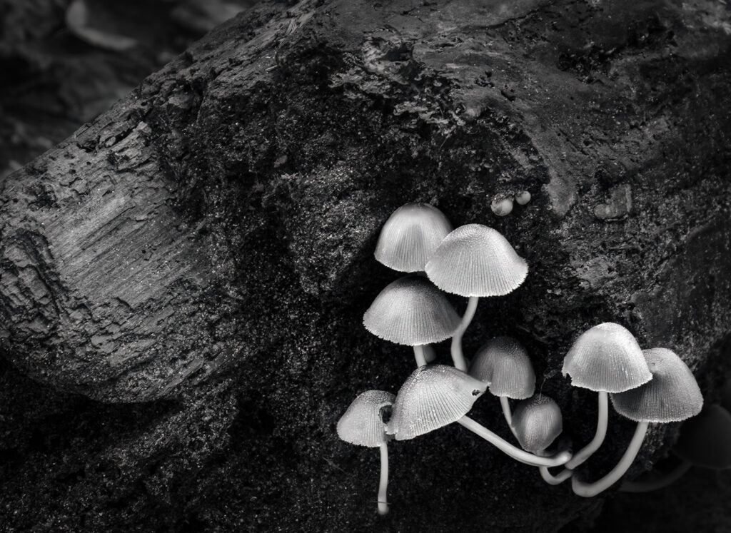 Mica Cap Mushrooms, Dupont State Forest, NC