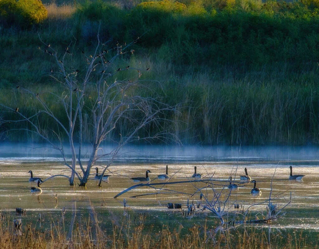 Morning Mist, Fort Collins, Colorado
