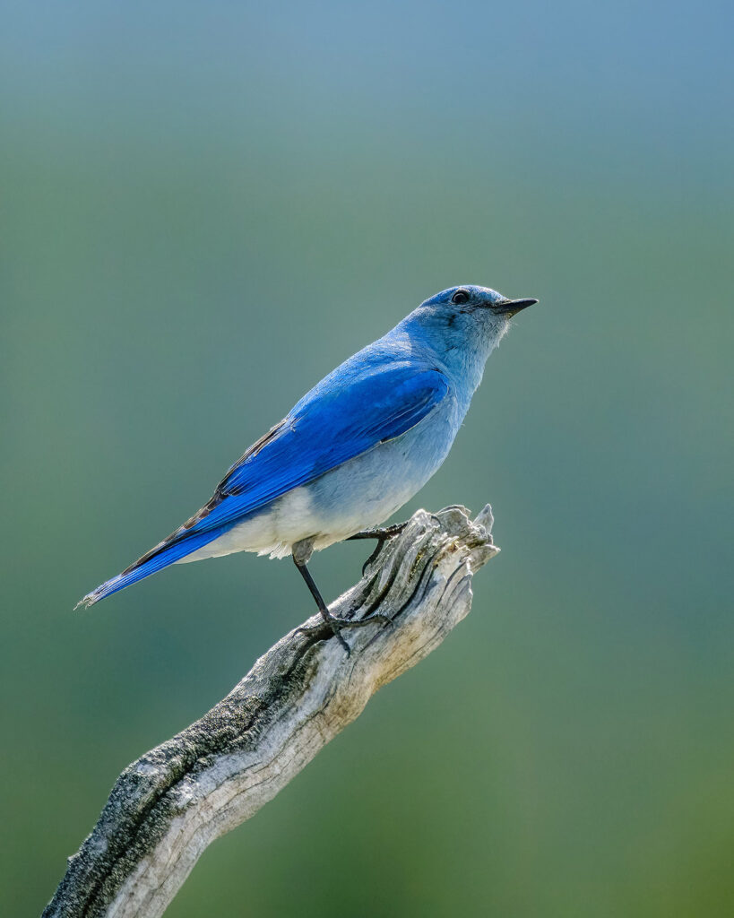 Mountain Bluebird, Yellowstone NP, Wyoming