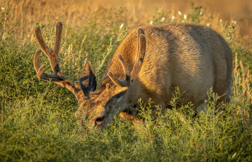 Mule Deer Buck, Rocky Mountain Arsenal NWR, Colorado
