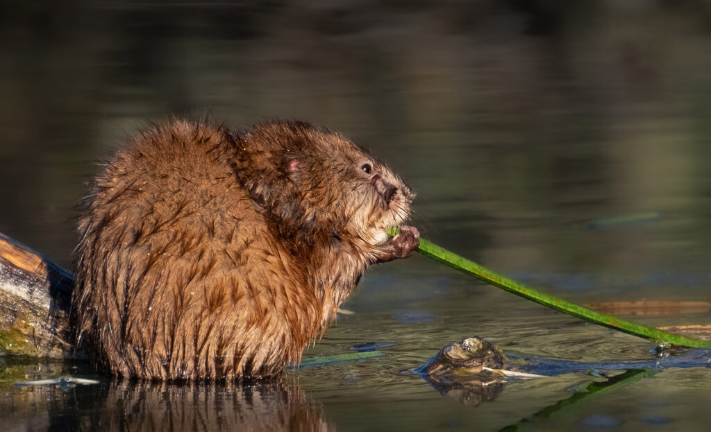 Muskrat, Fort Collins, Colorado