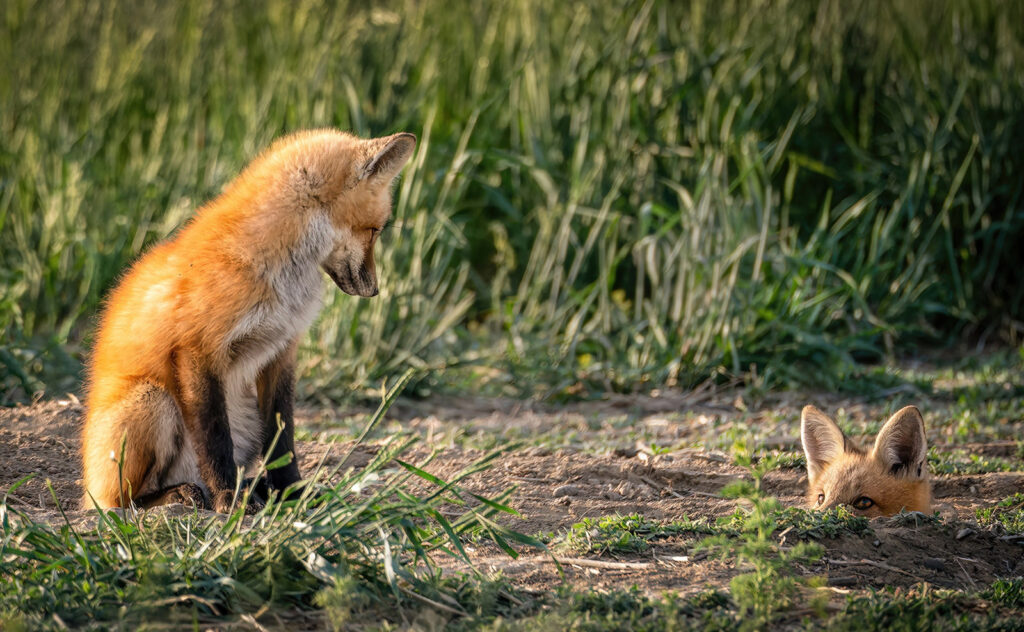 Peekaboo, Windsor, Colorado