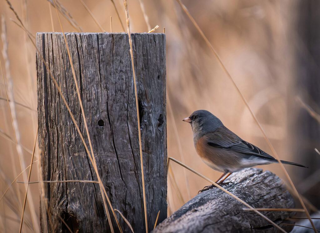 Pink-sided Junco, Fort Collins, Colorado